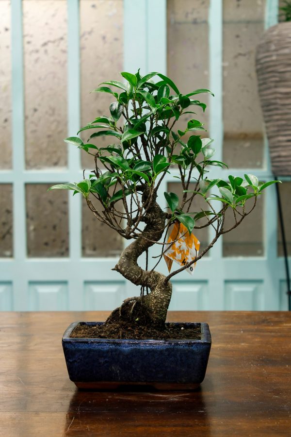 bonsai oviedo